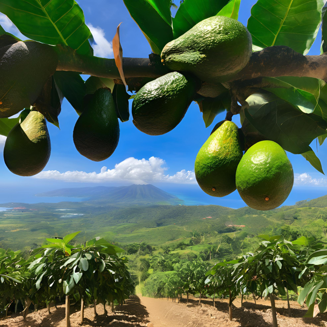 ¿Invertir en el Oro Verde?