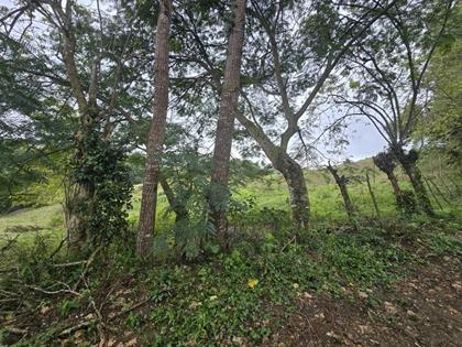 Lot in Buena Vista