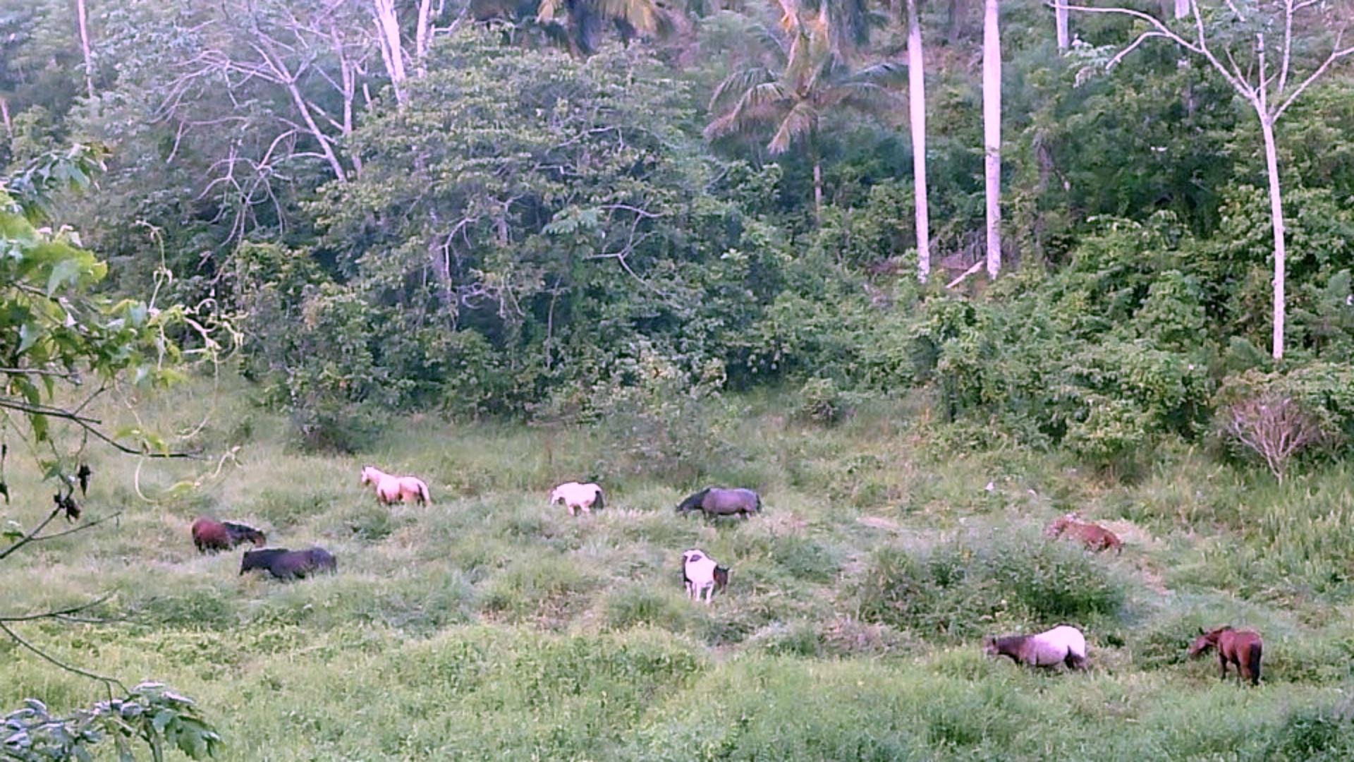 🌴 Land for Sale in Las Terrenas, Samaná 🌴 An amazing opportunity for investors, developers, and nature lovers!