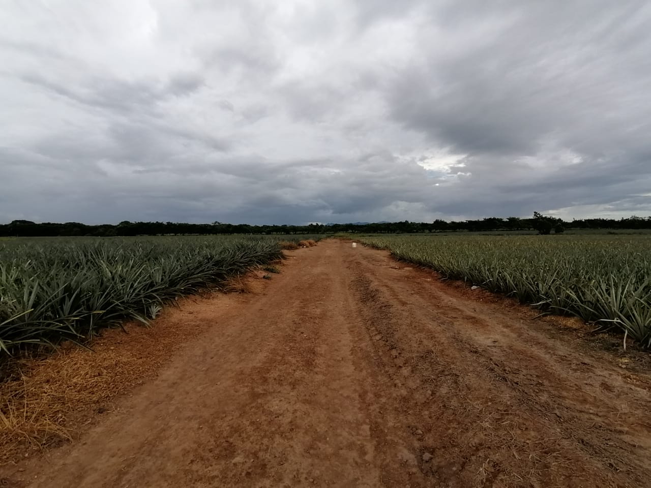 Finca en Monte Plata