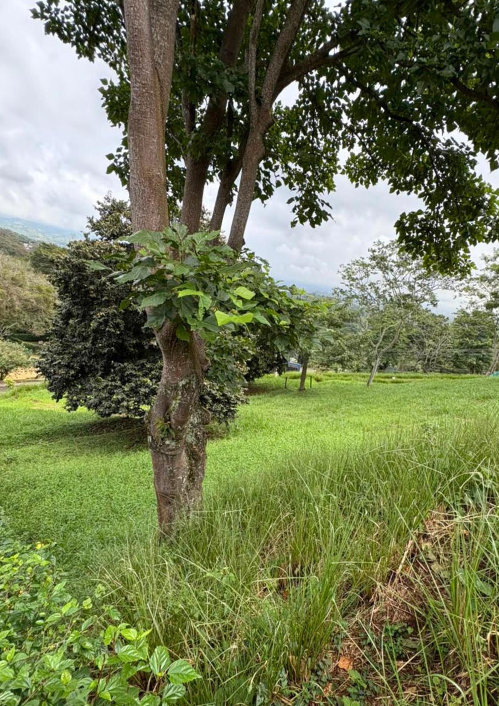Terreno en Hacienda Natura