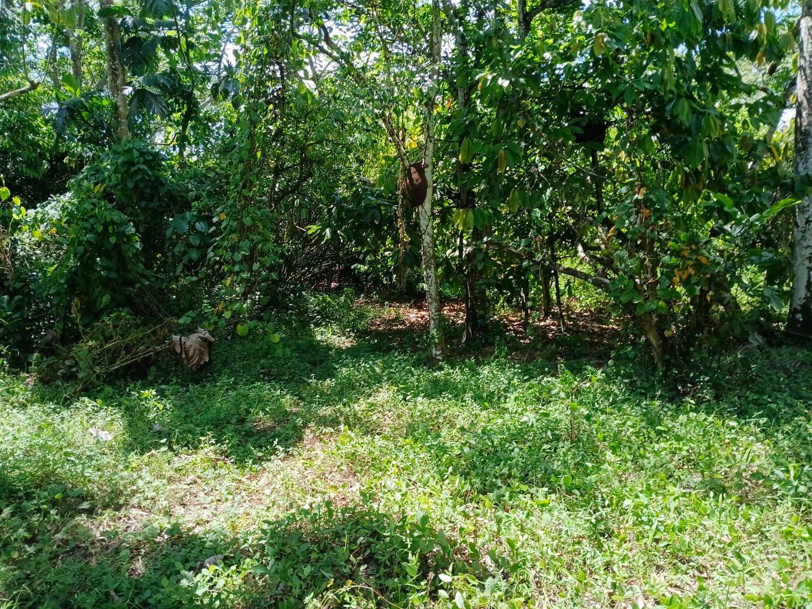 Finca de 20 Tareas con Río y Cacao en Monte Plata – Ideal para Casa Campestre